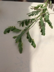 Phyllanthus abnormis