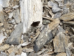 Erynnis persius borealis