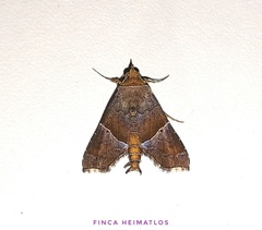Cecharismena