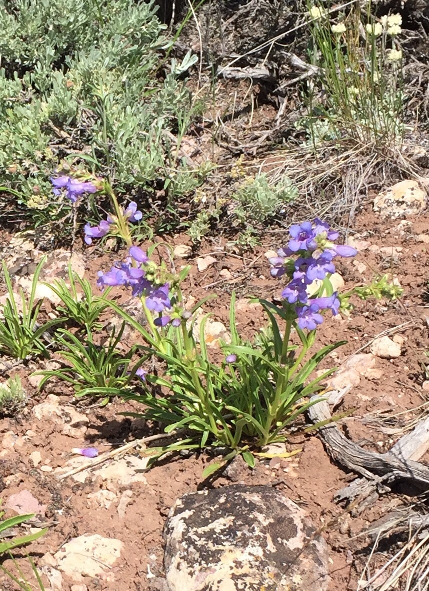 Penstemon scariosus var. scariosus