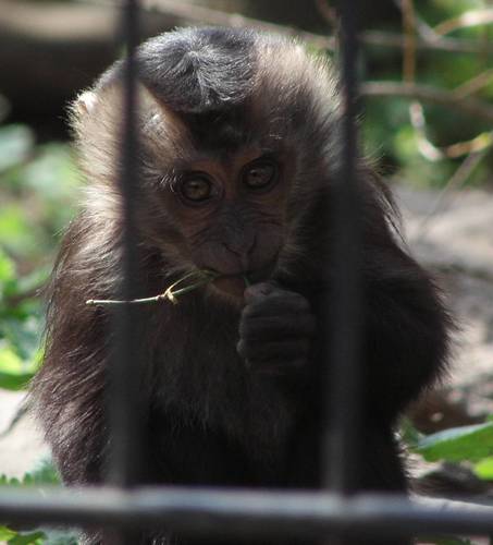 Macaca silenus