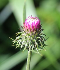 Cirsium nipponicum incomptum