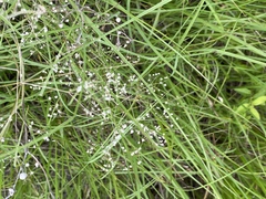Gypsophila paniculata