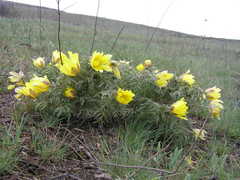 Adonis volgensis