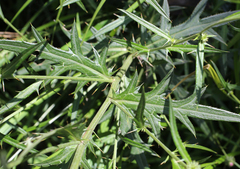 Cirsium nipponicum incomptum