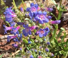 Penstemon humilis