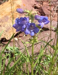 Penstemon humilis