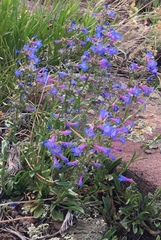 Penstemon humilis