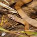 White-lipped Snake - Photo (c) Reiner Richter, some rights reserved (CC BY-NC-SA), uploaded by Reiner Richter