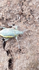 Chlorophanus viridis