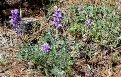 Lupinus grayi