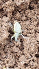 Chlorophanus viridis