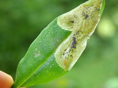 Agromyza myosotidis