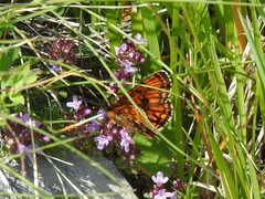 Melitaea varia