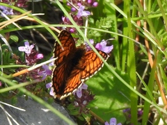 Melitaea varia
