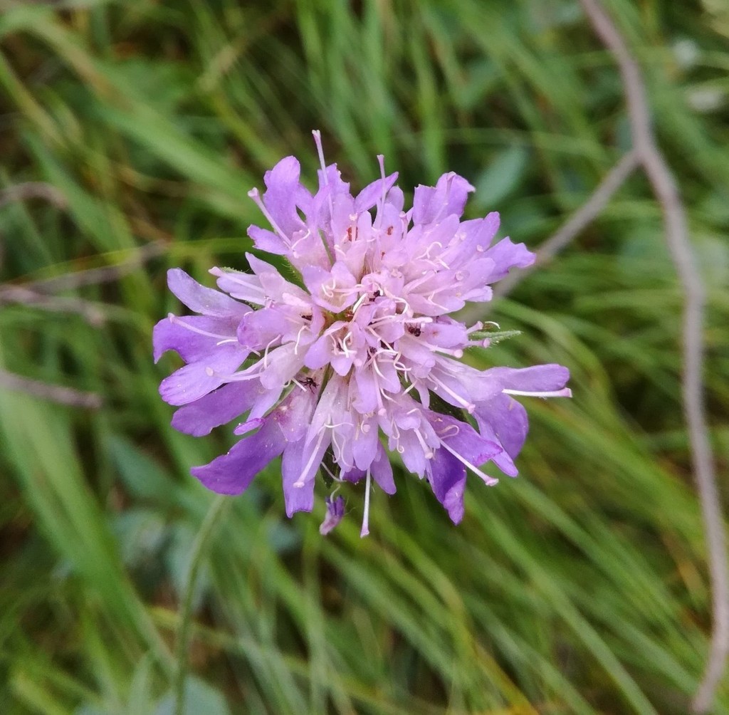 Knautia dipsacifolia (Knautia dipsacifolia)