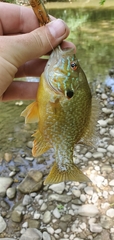 Lepomis gibbosus × cyanellus