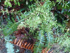 Coprosma cuneata