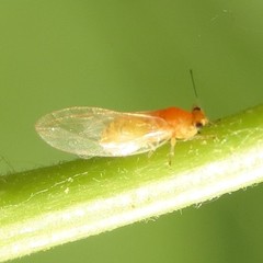Bactericera minuta