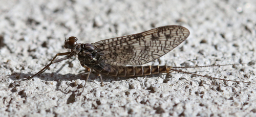 Ameletus vernalis