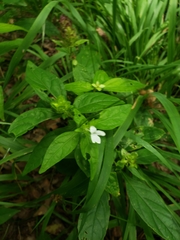 Yeatesia viridiflora