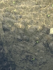 Salvelinus fontinalis