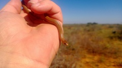 Sonora taylori