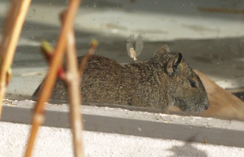 Kerodon rupestris