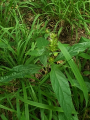 Yeatesia viridiflora