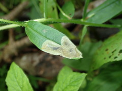 Agromyza myosotidis