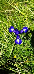 Iris latifolia