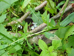 Agromyza myosotidis