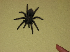 Aphonopelma steindachneri