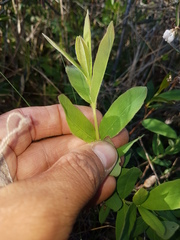 Lonicera villosa