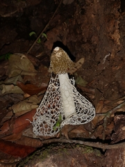 Phallus indusiatus