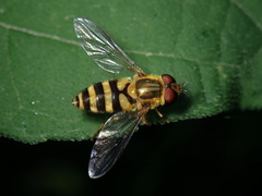 Syrphus knabi