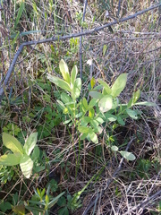 Lonicera villosa