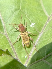Xylotrechus insignis