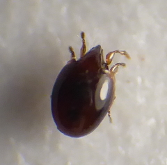 Oribatida