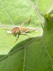 Xylotrechus insignis