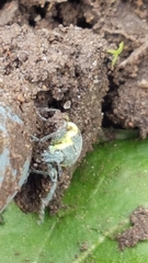 Chlorophanus viridis