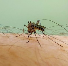 Ochlerotatus