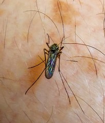 Ochlerotatus