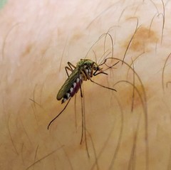 Ochlerotatus