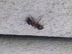 Camponotus novaeboracensis