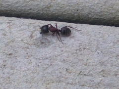 Camponotus novaeboracensis