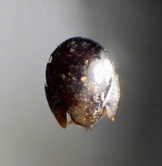Oribatida