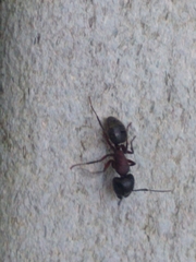 Camponotus novaeboracensis