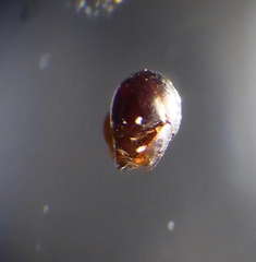Oribatida