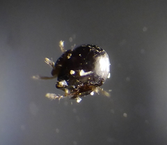 Oribatida
